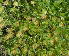 Trifolium cyathiferum