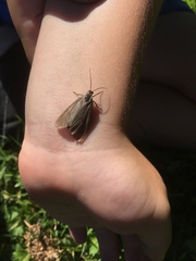 Phryganidia californica