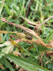 Alpaida variabilis