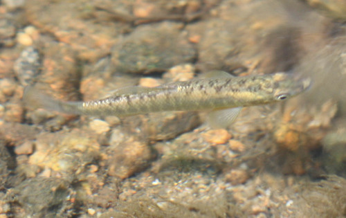 Fundulus diaphanus