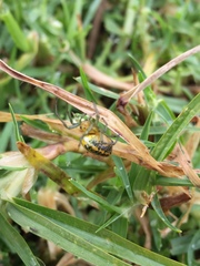Alpaida variabilis