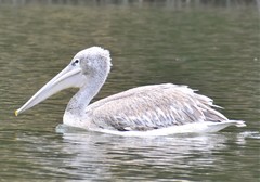 Pelecanus rufescens