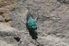 Chrysidoidea