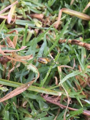 Alpaida variabilis