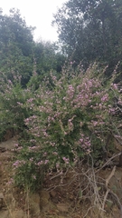 Malacothamnus fasciculatus catalinensis