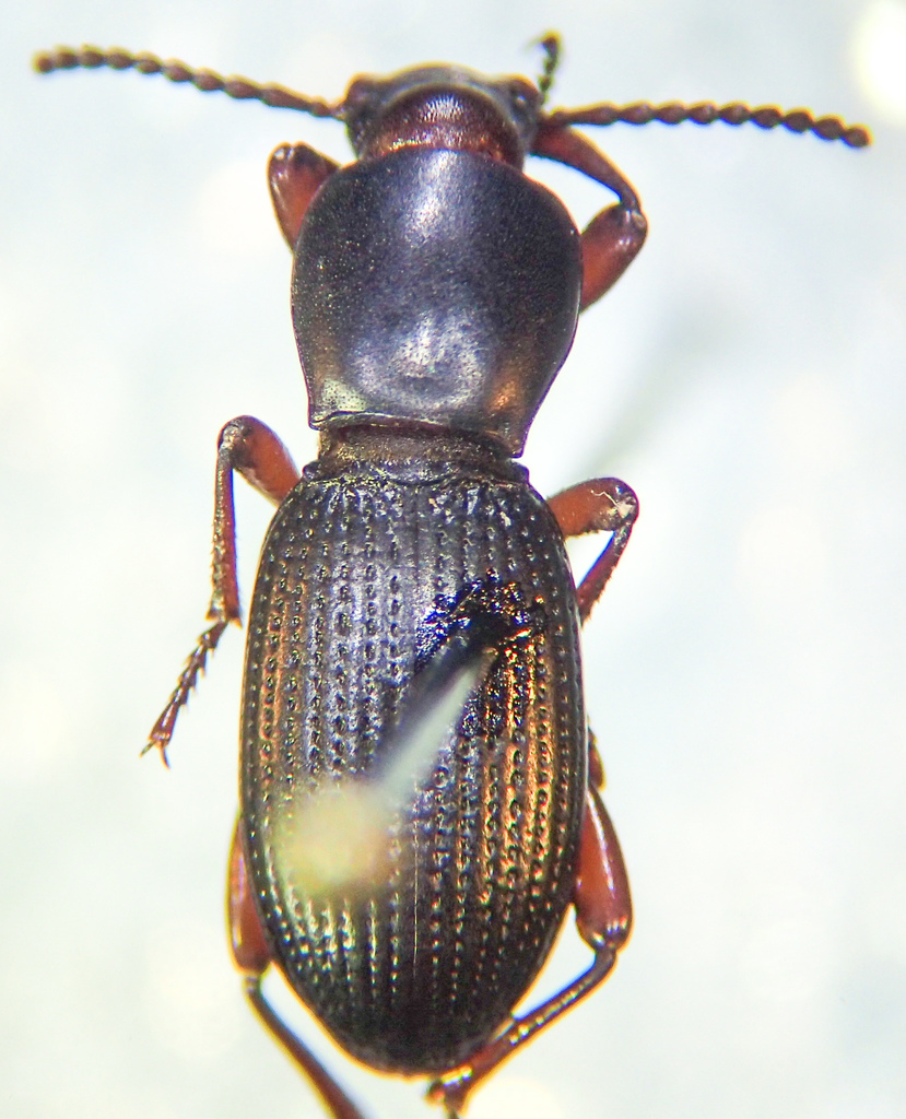 Argoporis bicolor