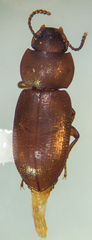 Anepsius delicatulus