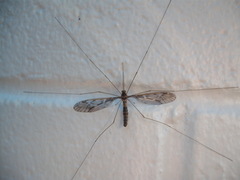 Leptotarsus binotatus