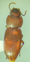 Anepsius delicatulus