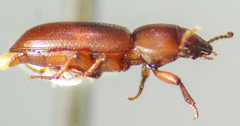 Anepsius delicatulus
