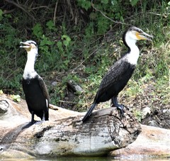Phalacrocorax carbo lucidus
