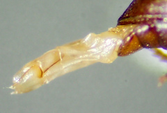 Anepsius delicatulus