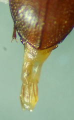 Anepsius delicatulus