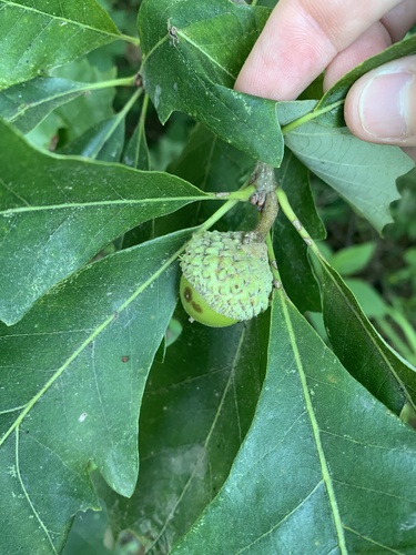 Quercus x schuettei, photographed by an iNaturalist contributor