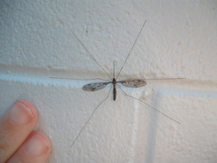 Leptotarsus binotatus