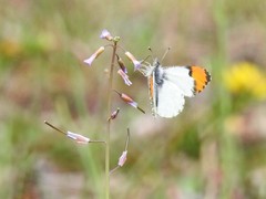 Anthocharis julia sulfuris