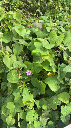Ipomoea triloba observed 2024-03-23
