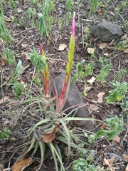 Tillandsia concolor