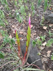 Tillandsia concolor