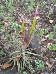Tillandsia concolor