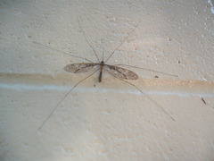 Leptotarsus binotatus