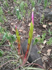 Tillandsia concolor