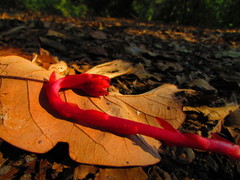 Monotropa coccinea