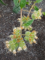 Phacelia leptosepala