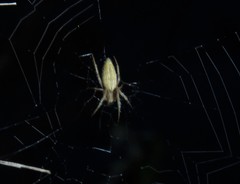 Larinia directa