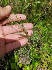 Erigeron hyssopifolius