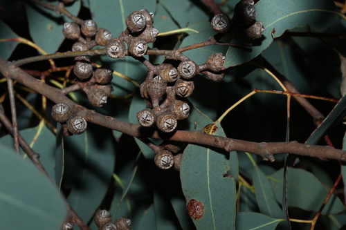 Eucalyptus prava, photograph 6