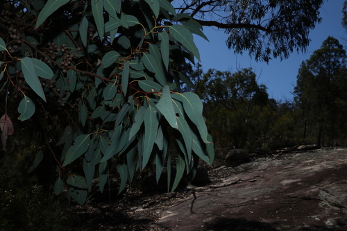 Image of Eucalyptus prava by (c) Greg Tasney, some rights reserved (CC BY-SA)