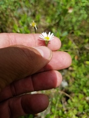 Erigeron hyssopifolius