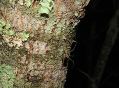 Neotama mexicana