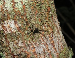 Neotama mexicana