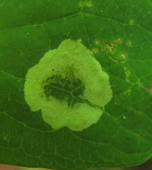 Phytomyza plumiseta