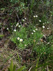 Erigeron hyssopifolius