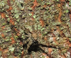 Neotama mexicana