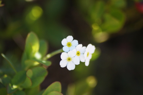Androsace obtusifolia (Androsace obtusifolia)