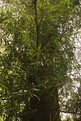 Podocarpus matudae jaliscanus