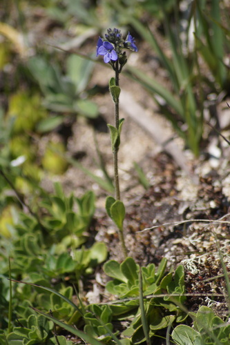 Image of Veronica bellidioides by (c) Lars Willighagen, some rights reserved (CC BY)