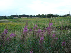 Chamaenerion angustifolium