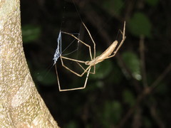 Deinopis longipes
