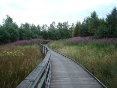 Chamaenerion angustifolium