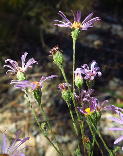 Symphyotrichum spathulatum var. yosemitanum