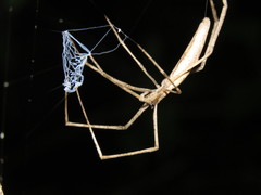 Deinopis longipes