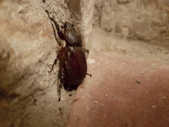 Oryctes nasicornis grypus