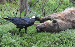 Corvus crassirostris