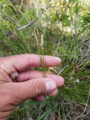 Carex sterilis
