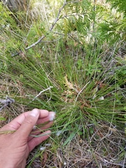 Carex sterilis